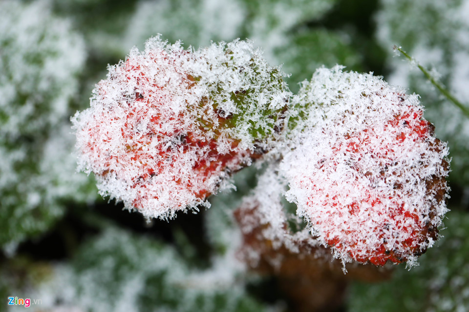 Hoa đào rừng rét quắt trong băng tuyết Sa Pa